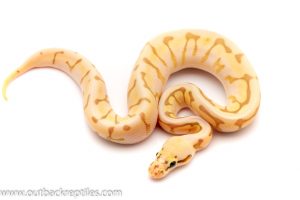 stinger bee butter ghost ball python for sale