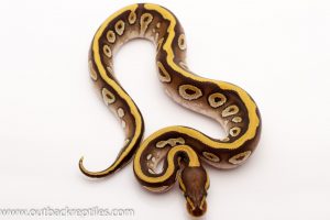 striped mojave ball python for sale