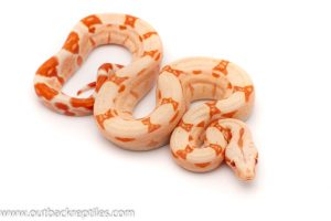 sunglow redtail boa for sale