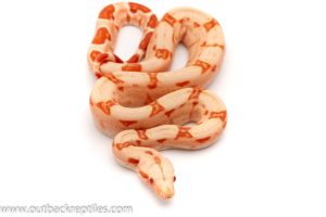 sunglow boa for sale