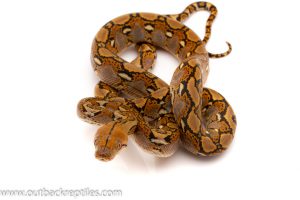 Super dwarf reticulated python
