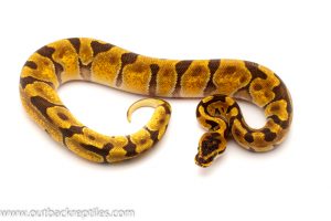 super enchi ball python for sale