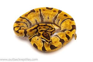 super enchi ball python for sale