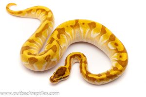 super enchi butter ball python for sale