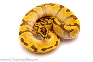 super enchi ball python for sale