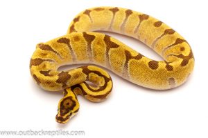 super enchi ball python for sale