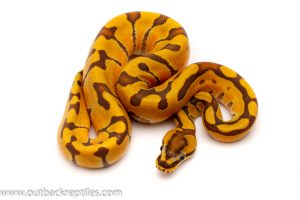 super enchi ghost ball python for sale