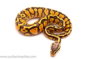 super pastel ghost ball python for sale