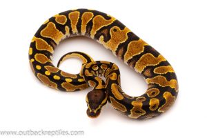 Het pied ball python for sale