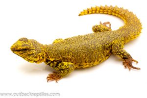 saharan uromastyx for sale