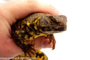 Uromastyx for sale