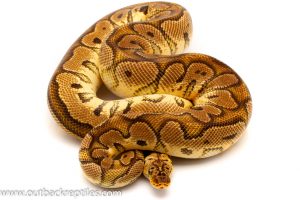 Pastel clown ball python for sale