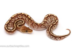 cypress lesser female ball python for sale