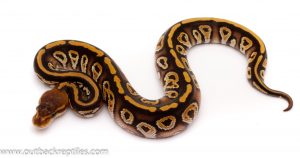 cypress phantom female ball python for sale