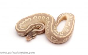 mystic potion ball python for sale