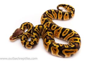pastel ghi ball python for sale