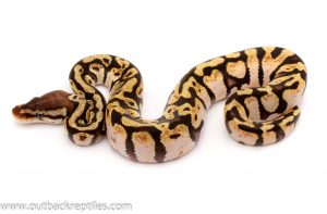 pastel calico ball python for sale