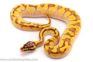 pastel lesser yellowbelly ball python for sale
