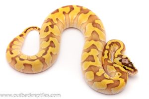 pastel lesser yellow belly ball python for sale