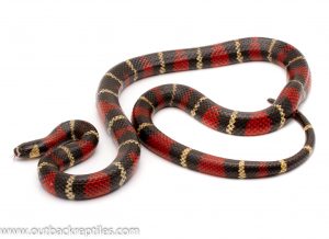 Milk snakes for sale