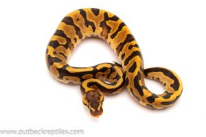 fire leopard ball python for sale