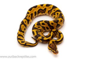 Leopard ball python for sale