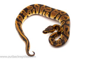 leopard ball python for sale