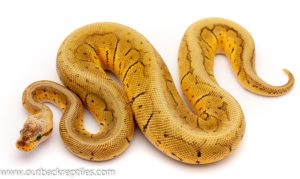 ghi lemonblast ball python for sale