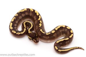 ghi mojave yellow belly ball python for sale