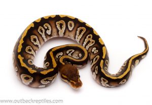 cypress phantom ball python for sale