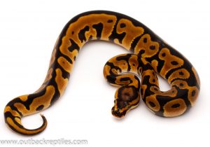 leopard het clown ball python for sale