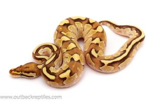 lesser enchi fire ball python for sale