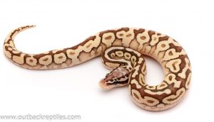 lesser spotnose poss het clown ball python for sale