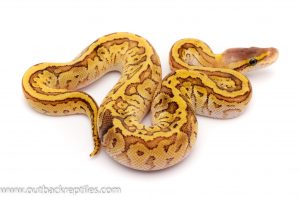 paradox lemonblast ball python for sale