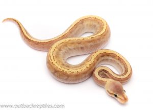 pastel ghi jigsaw ball python for sale