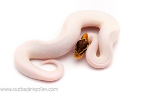 pastel pied ball python for sale