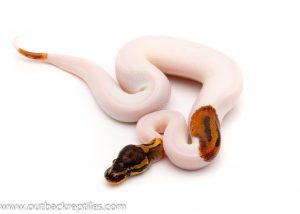 pied ball python for sale