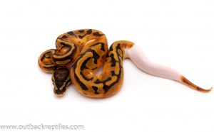 pied ball python for sale