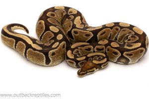 ball python for sale