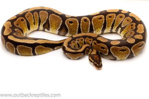 Ball python for sale