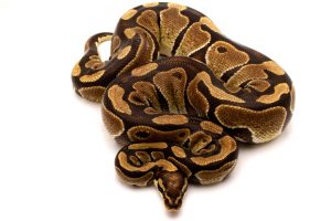 Ball python for sale