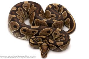african import ball python for sale
