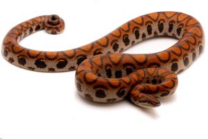 Brazilian Rainbow Boa