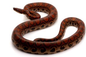 Brazilian Rainbow boa for sale