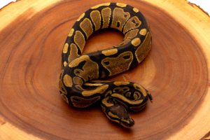 ball python for sale