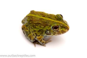 african giant pixie frog for sale