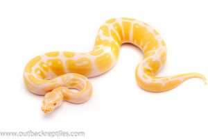 albino het pied ball python for sale
