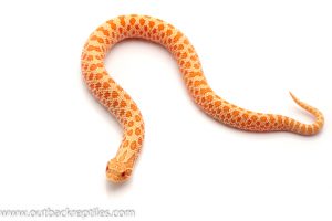 western hognose snake for sale