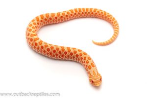 Western Hognose Snake for sale