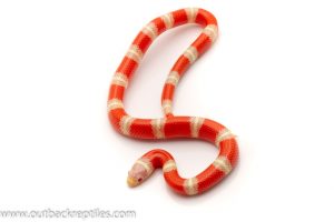 Nelsons Milk Snake